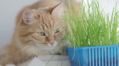 Sevimli zencefil kedi kapalı bitkinin yeşil yaprakları yakınında pencere eşik üzerinde dozing. Evde kediler için özel çim ile Kabarık evcil hayvan.