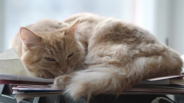 Lindo jengibre gato dormitando en la unidad del sistema informático Fluffy mascota en geeks o IT-especialistas en el hogar . — Vídeo de stock