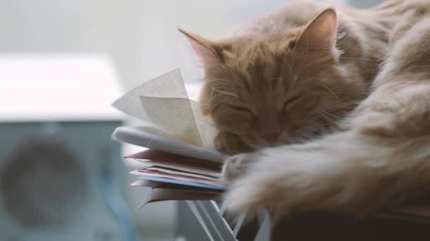 Симпатичный рыжий кот дремлет в компьютерной системе Пушистый питомец в гиках или IT-специалистах дома . — стоковое видео