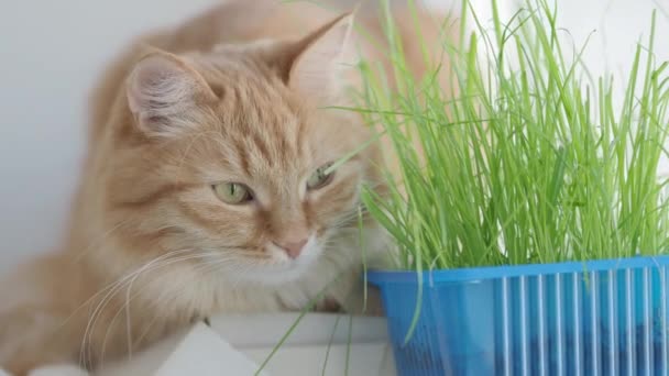 Schattige gember kat dozeren op vensterbank in de buurt van groene bladeren van indoor plant. Pluizig huisdier met speciaal gras voor katten thuis. — Stockvideo