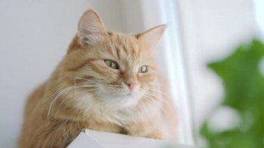 Sevimli zencefil kedi kapalı bitkinin yeşil yaprakları yakınında pencere eşik üzerinde dozing. Evde kabarık evcil hayvan. Düz profil.