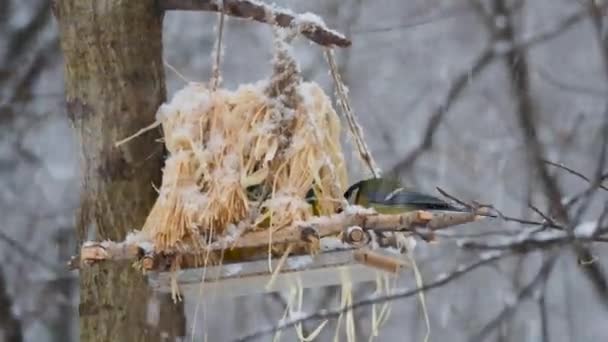 Tit puxa a semente do alimentador. Neve pesada na floresta de inverno. Alimentar as aves na estação fria . — Vídeo de Stock