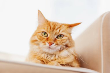 Şirin zencefil kedi kanepede yalan. Kabarık pet Uykulu görünüyor. Rahat ev arka plan.