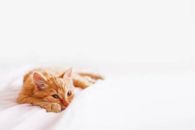 Yatakta yatarken şirin zencefil kedi. Kabarık pet merakla bakan. Yolunu yitirmek yavru kedi uyku yatakta onun hayatında ilk kez. Rahat ev arka plan, sabah uyku zamanı.