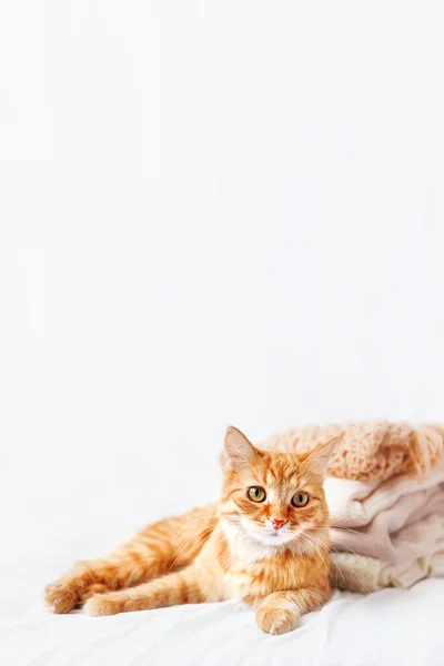 Schattige gember kat ligt in de buurt van een stapel beige wollen kleren op een witte achtergrond. Pluizig huisdier staren in de camera in de buurt van warme gebreide truien en sjaals die zijn gevouwen in een hoop. Gezellige thuis achtergrond. — Stockfoto