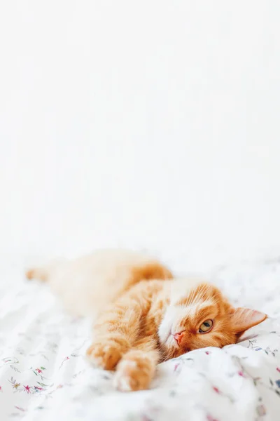 Söt ingefära katt som ligger i sängen. Fluffigt husdjur bekvämt bosatte sig i sömnen. Cozy hem bakgrunden med rolig sällskapsdjur. Plats för text. — Stockfoto
