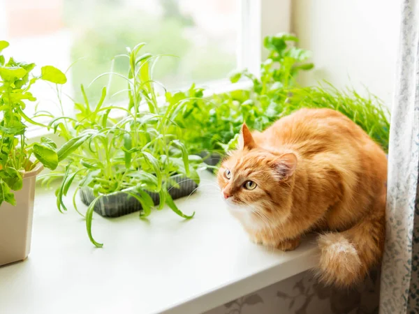 Cute ginger cat is sitting on window sill near flower pots with rocket salad, basil and cat grass. Fluffy pet is staring curiously. Cozy home with plants.