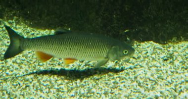 Suda yüzen gümüş renkli balık sürüsü.