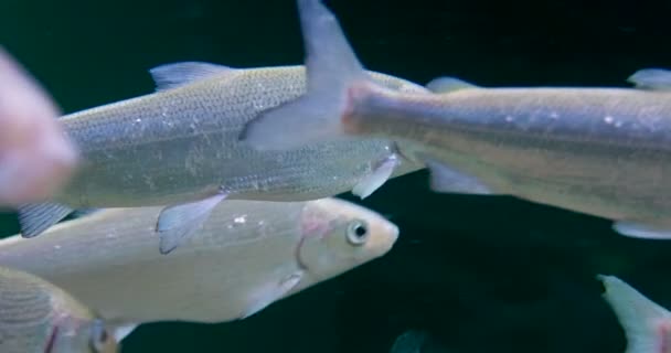 Manada de peces de color plata flotando en el agua . — Vídeos de Stock