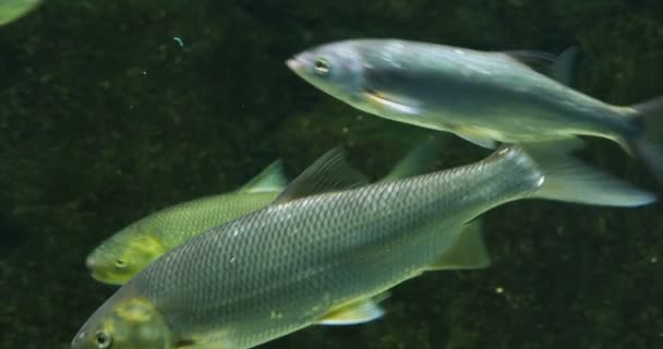 Manada de peces de color plata flotando en el agua . — Vídeo de stock