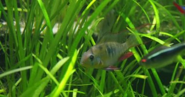 Yeşil deniz yosunları arasında akvaryumda yüzen kırmızı noktaları ile Gümüş renkli Cichlid balık.