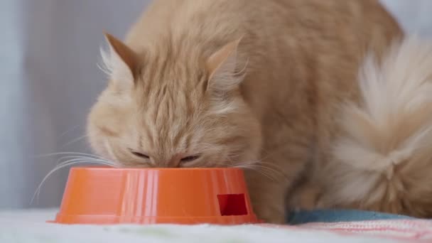 Roztomilá zázvorná kočka pojídaná jídlem z zářivě oranžové mísy. Chlupaté domácí zvířátko. — Stock video