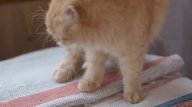 Sevimli zencefil kedi spriped dokuma halı üzerinde yatıyor. Kabarık dozing pet.