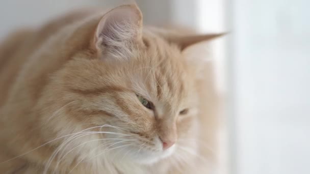 Lindo gato jengibre acostado en el alféizar de la ventana y mirando algo. Mascota esponjosa en casa . — Vídeo de stock