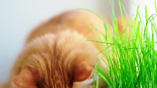 Die süße Ingwerkatze döst auf der Fensterbank in der Nähe der grünen Blätter der Zimmerpflanze. flauschiges Haustier mit speziellem Gras für Katzen zu Hause. — Stockvideo