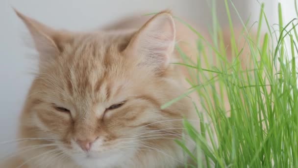 かわいいジンジャー猫は、屋内植物の緑の葉の近くの窓枠に居眠り。自宅で猫のための特別な草とふわふわのペット。フラットプロファイル. — ストック動画