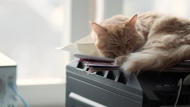 Lindo jengibre gato dormitando en la unidad del sistema informático Fluffy mascota en geeks o IT-especialistas en el hogar . — Vídeo de stock