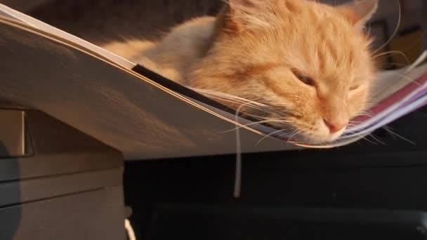 Cute ginger cat dozing on pile of paper using it lika a hammack. Fluffy pet at home. — Stock Video