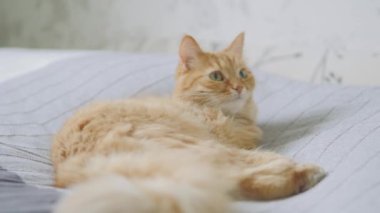 Yatakta yatan sevimli zencefil kedi. Rahat evde Dozer kabarık Pet. Sabah yatmadan.