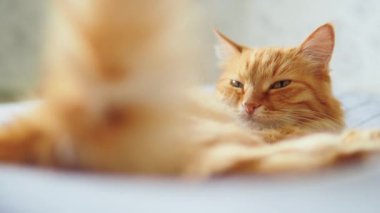 Yatakta yatan sevimli zencefil kedi. Rahat evde Dozer kabarık Pet. Sabah yatmadan.