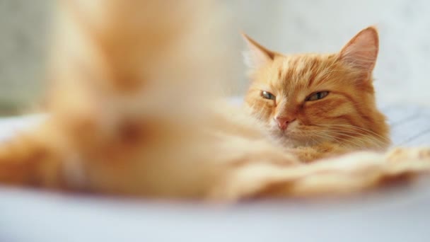 Schattige gember kat liggend in bed. Pluizig huisdier dozeren in gezellig huis. Ochtend bedtijd. — Stockvideo