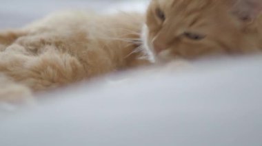 Yatakta yatan sevimli zencefil kedi. Rahat evde Dozer kabarık Pet. Sabah yatmadan.