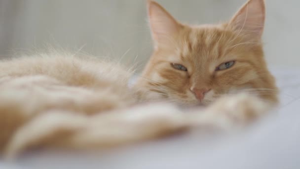 Söt ingefära katt som ligger i sängen. Fluffigt husdjur schaktade på Cozy Home. Morgon sänggåendet. — Stockvideo