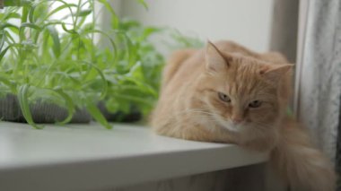 Sevimli zencefil kedi roket salatası, fesleğen ve kedi çim ile çiçek kaplar yakın pencere eşik oturuyor. Kabarık hayvan merakla bakıyor. Bitkiler ile rahat ev.