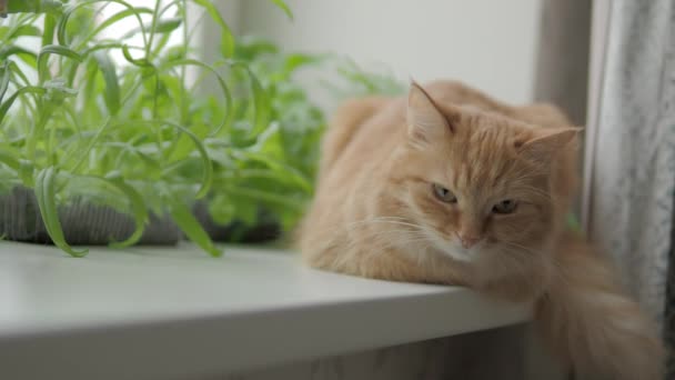 Aranyos gyömbér macska ül ablakpárkányon közelében virágcserepek a rakéta saláta, bazsalikommal és macska fű. Bolyhos kisállat van bámult kíváncsian. Meghitt otthon növényekkel. — Stock videók