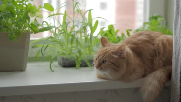 Mignon chat roux est assis sur le rebord de la fenêtre près des pots de fleurs avec salade de fusée, basilic et herbe de chat. animal pelucheux regarde curieusement. Maison confortable avec des plantes . — Video