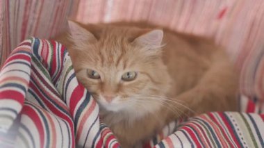 Sevimli zencefil kedi katlanmış kırmızı çizgili perdeler yatıyor. Pencere Sill üzerinde Dozer kabarık Pet. Rahat ev.