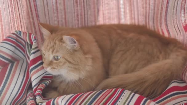 Lindo gato jengibre acostado en cortinas de rayas rojas dobladas. Mascota mullida dormitando en alféizar ventana. Acogedora casa . — Vídeos de Stock