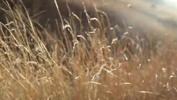 Trockenes Herbstgras wiegt sich im Wind. natürliche Herbst-Saison Hintergrund. Sturmhaube, Krim. — Stockvideo