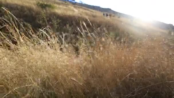 Trockenes Herbstgras wiegt sich im Wind. natürliche Herbst-Saison Hintergrund. Menschen, die auf Hügel klettern. Sturmhaube, Krim. — Stockvideo