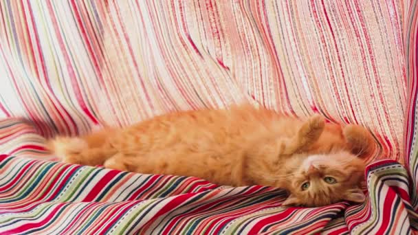 Roztomilá zázvorná kočka ležící na červených proužkovaných záclonách. Chlupaté zvíře dřímá na okenní parapetu. Útulný domov. — Stock video