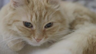Sevimli zencefil kedi iyon sandalye yalan. Rahat evde dozing kabarık evcil hayvan portresi kadar yakın.