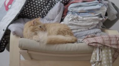 Sevimli zencefil kedi kazık yığılmış giysilerin yanında sandalyede yatıyor. Kabarık evcil hayvan uyuklama. Rahat ev.