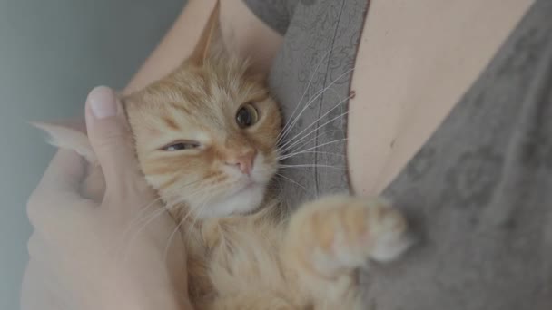 Lindo gato jengibre se encuentra en las manos de las mujeres. Alfombra esponjosa cómodamente establecida para dormir. Lindo fondo acogedor. Mujer acariciando gato . — Vídeo de stock