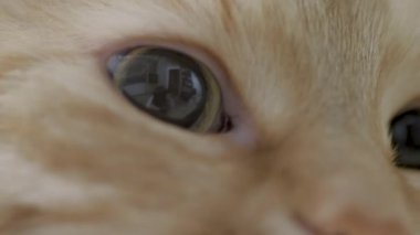 Sandalyede yatan sevimli zencefil kedi. Rahat evde Dozer kabarık pet portre yakın. Düz profil klibi.