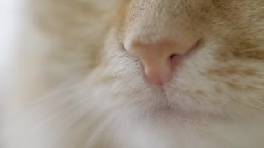 Sevimli kızıl kedi. Kabarık evcil hayvan burnunun görüntülerini kapatın. Düz profil klipsi.