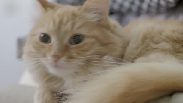 Χαριτωμένη τζίντζερ γάτα που βρίσκεται στην καρέκλα. Κλείστε το πορτρέτο του αφράτο κατοικίδιο ζώο στο άνετο σπίτι. Επίπεδη κλιπ προφίλ. — Αρχείο Βίντεο
