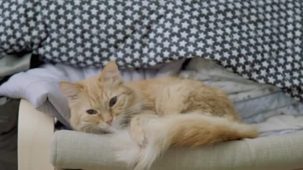 Cute ginger cat lying on chair near clothes stacked in pile. Fluffy pet dozing. Cozy home. Flat profile clip. — Stock Video