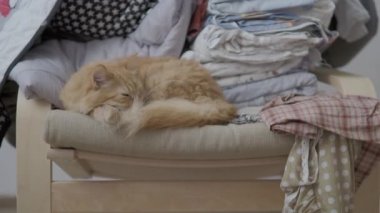 Sevimli zencefil kedi sandalyenin yakın kıyafet yığını yığılmış yatıyor. Kabarık Pet Dozer. Rahat bir ev. Düz profil klibi.