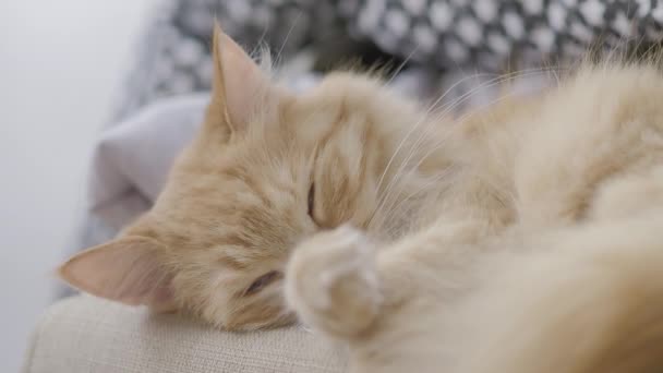 Lindo gato jengibre durmiendo en la silla. Mascotas mullidas dormitando. Acogedora casa. Clip de perfil plano . — Vídeos de Stock