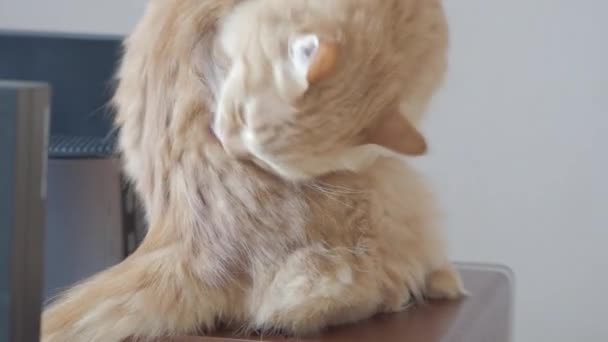 オーディオスピーカーで舐めるかわいいゲインガー猫。コンピュータの近くに座っているふわふわのペット。フラットプロファイルクリップ. — ストック動画