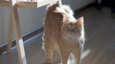 Sevimli kızıl kedi güneş ışınlarını izler. Kabarık evcil hayvan merakla bakıyor. Düz profil klipsi.