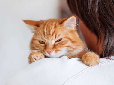 Sevimli zencefilli kedi sahibinin omzuna bakıyor. Kabarık evcil hayvan adamın elinde oturuyor ve kameraya bakıyor. Yüzünde komik ifade ile Evcil kedi kurnaz görünüyor.