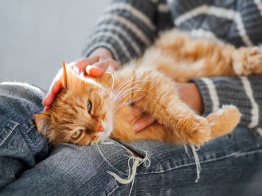 Sevimli zencefil kedi kadın dizlerinin üzerinde uyukluyor. Yırtık kotlu kadın kabarık evcil hayvanını okşuyor. Rahat ev.