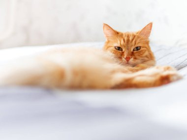 Yatakta yatan sevimli zencefil kedi. Kabarık Evcil hayvan Dozer yapıyor. Rahat ev arka plan.