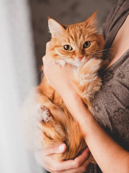 Lindo gato de jengibre está sentado en las manos de la mujer y mirando a la cámara. Símbolo de la adopción de mascotas esponjosas . — Foto de Stock
